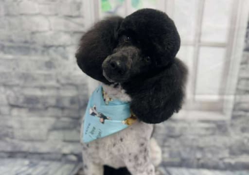 Small fluffy black dog