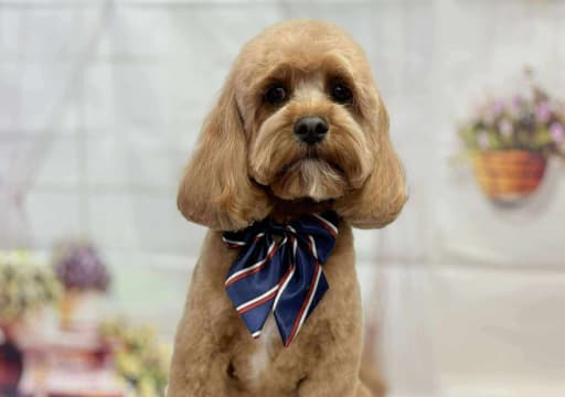 brown poodle with tie
