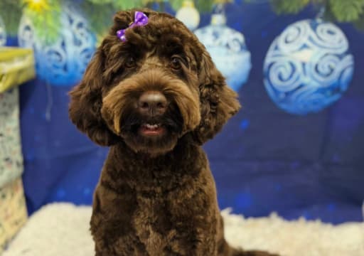 labradoodle with purple bow<br />
