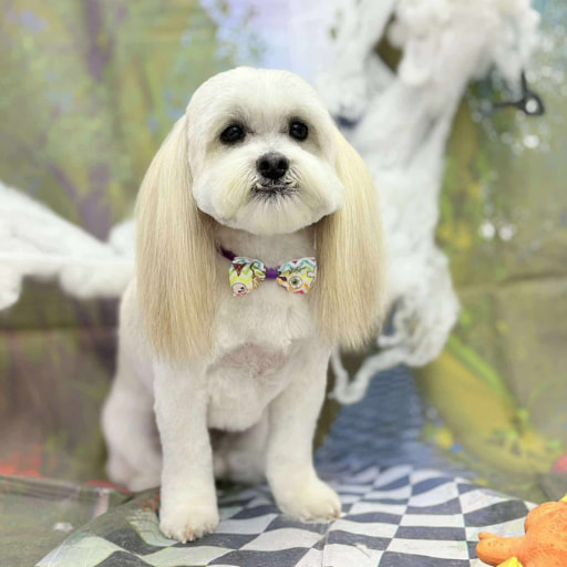 pomeranian with red bow