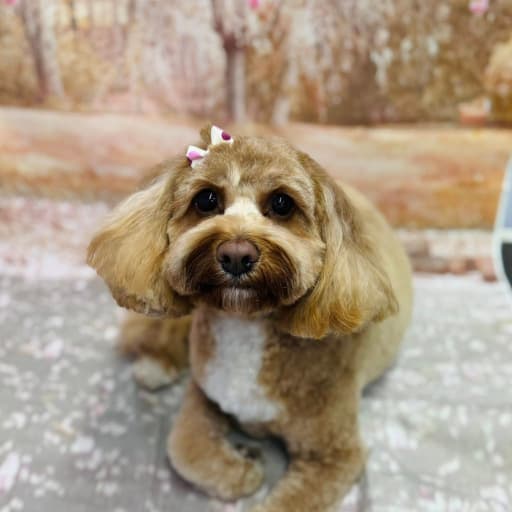 Caramel poodle with bow tie