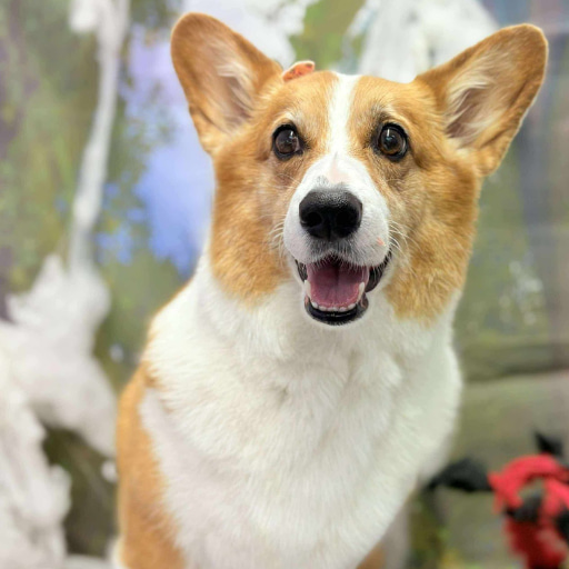 high quality corgi