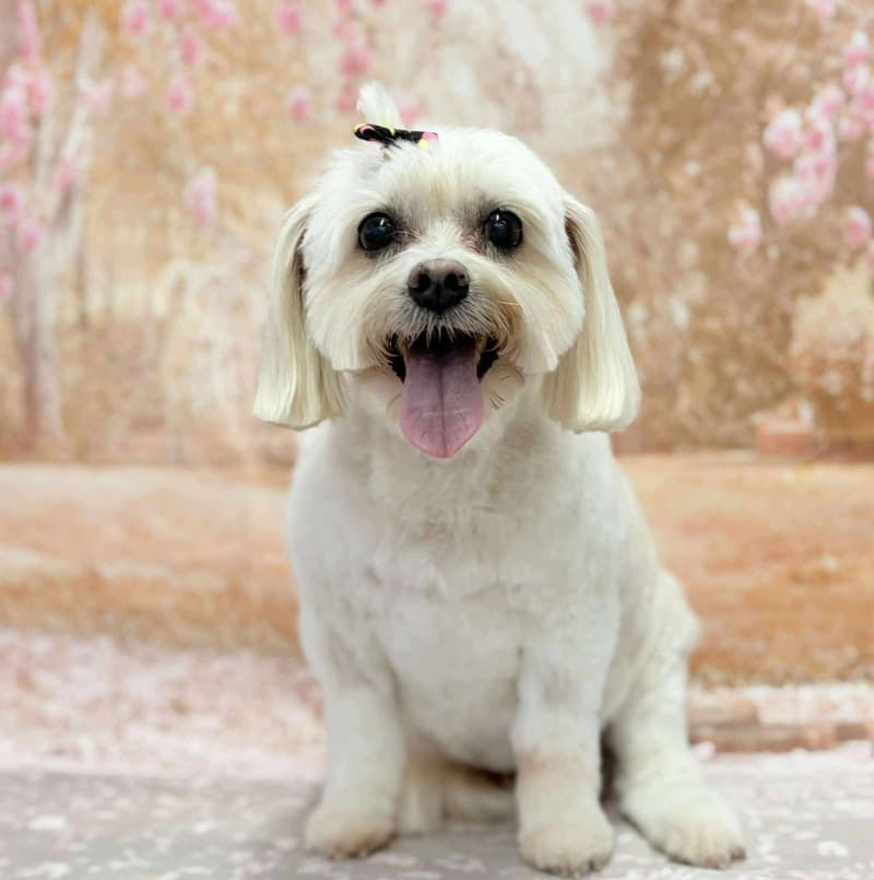 Small white dog with bow