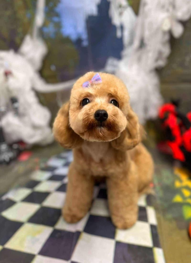 800 x 1100 caramel mini poodle