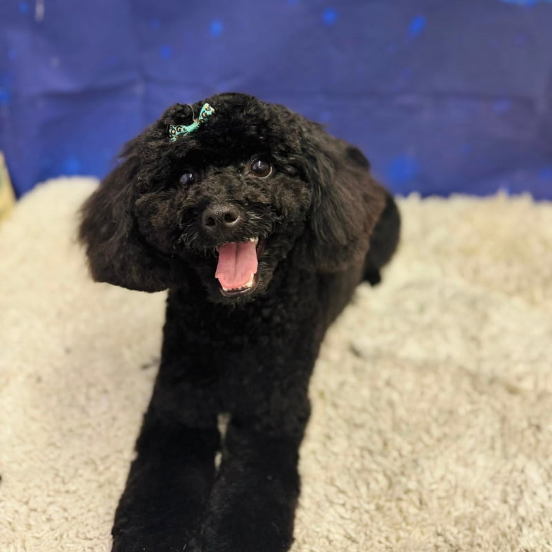 smiling black poodle