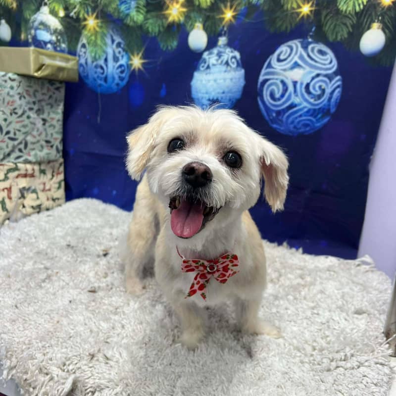 800 x 800 small white fluffly dog smile